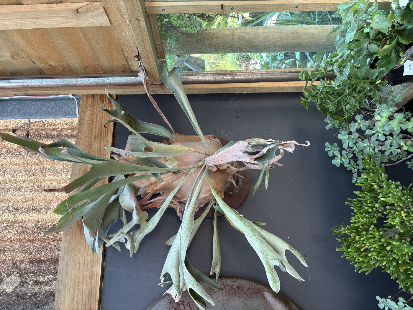Unique staghorn fern and succulent display at Presti Nursery