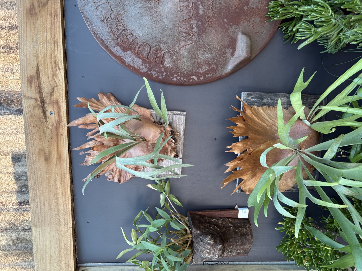 Fresh herb and plant display at Presti Nursery