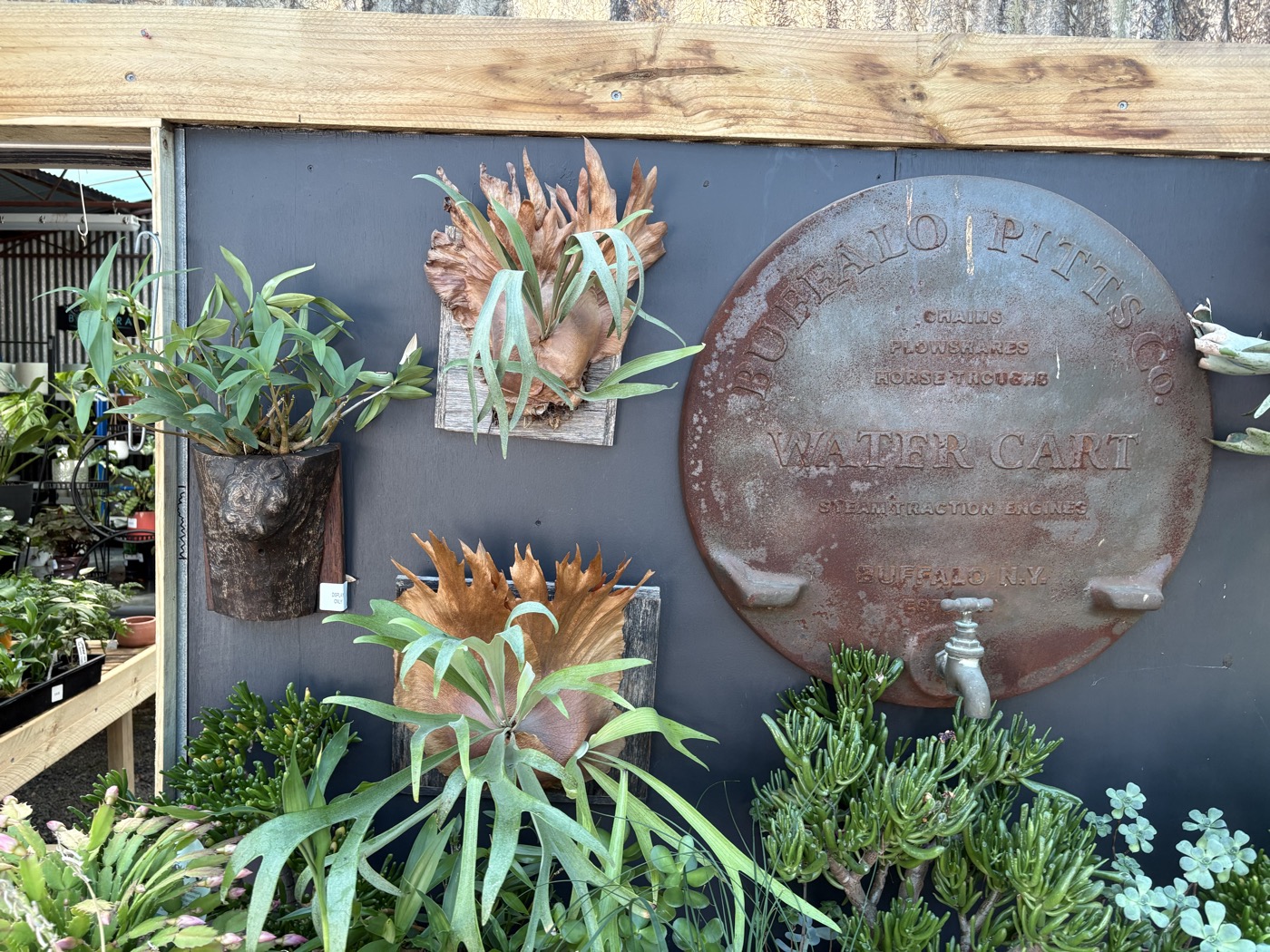 Beautiful staghorn fern native plant display