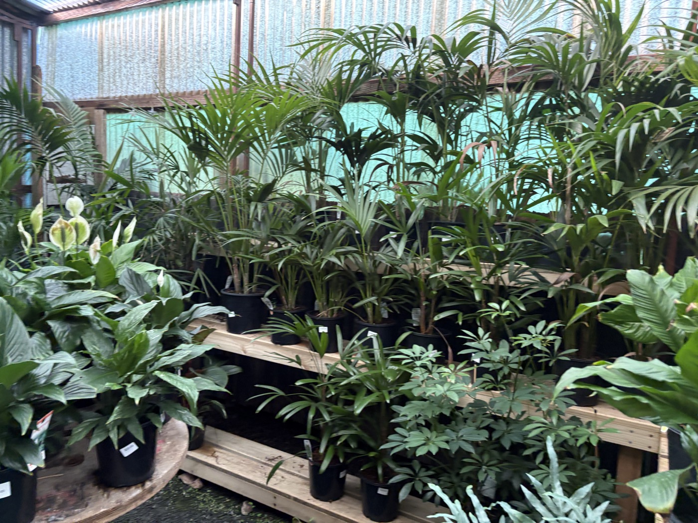 Lush tropical and indoor plants at Presti Nursery
