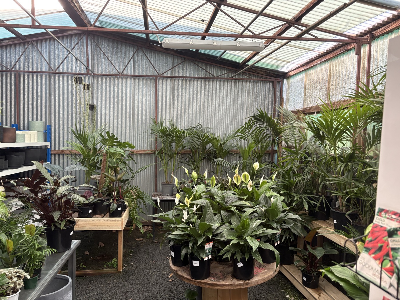 Vegetable seedlings and tropical plants in the greenhouse