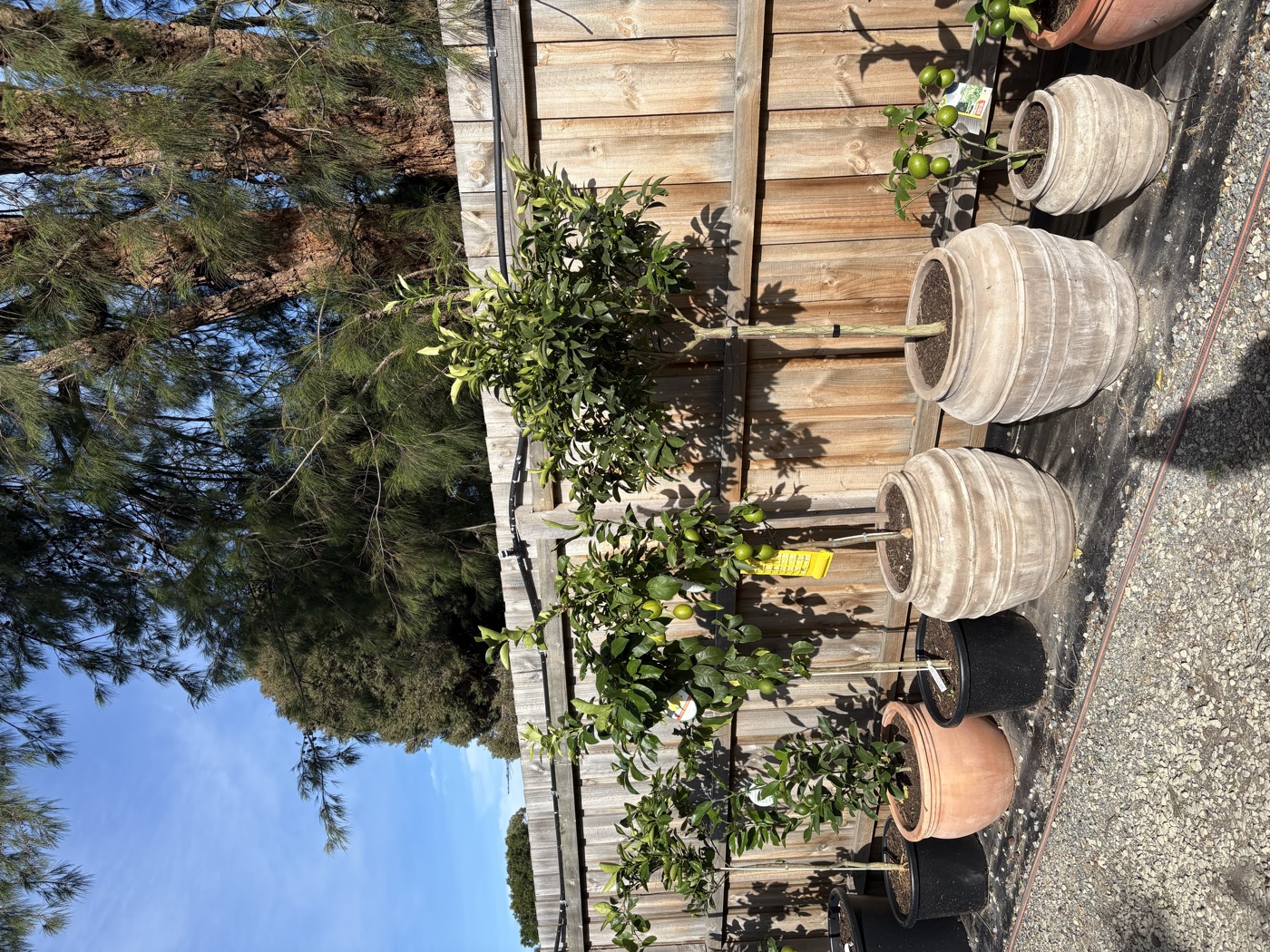 Citrus trees at the nursery