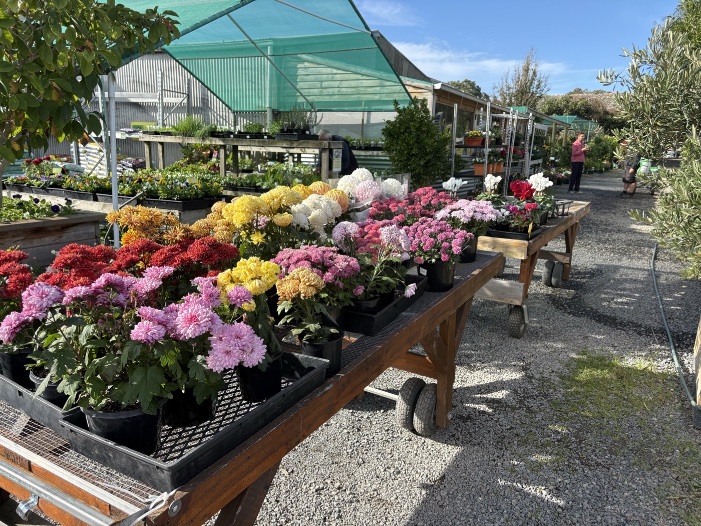 A stunning display of chrysanthemums in full colour at Presti Nursery