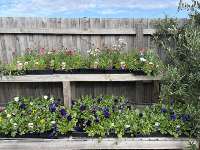 Plants and displays at Presti Nursery