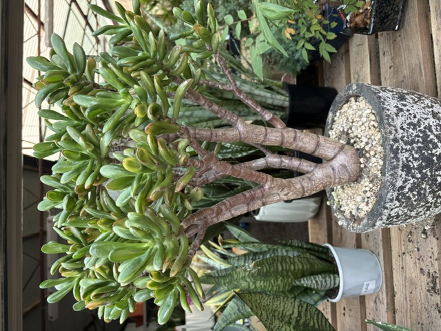 Plants and displays at Presti Nursery