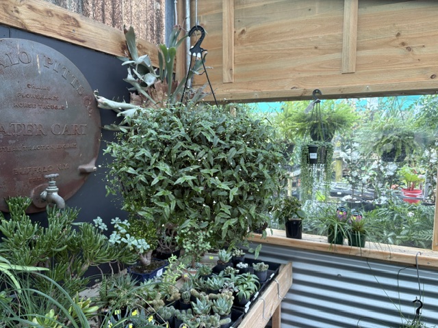 Plants and displays at Presti Nursery