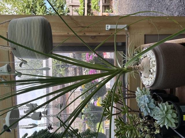 Plants and displays at Presti Nursery