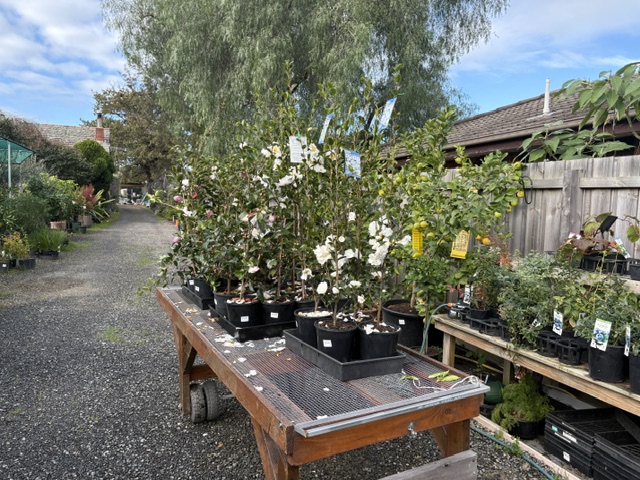 Plants at Presti Nursery