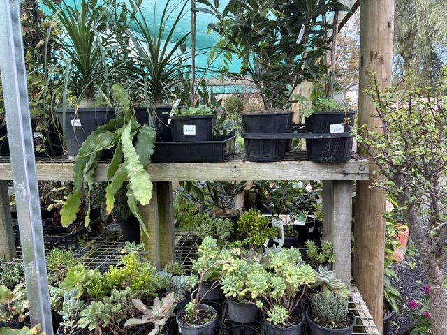 Plants and displays at Presti Nursery
