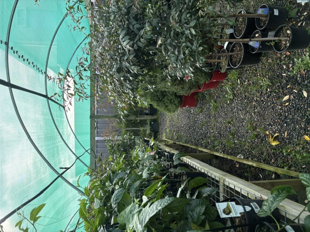 Plants and displays at Presti Nursery