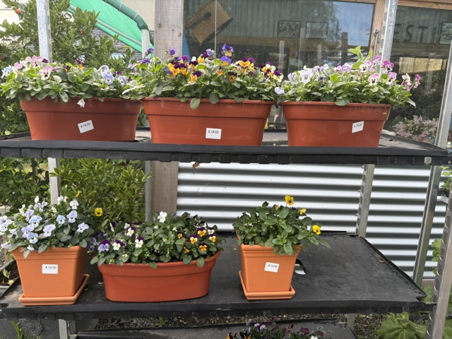 Plants and displays at Presti Nursery