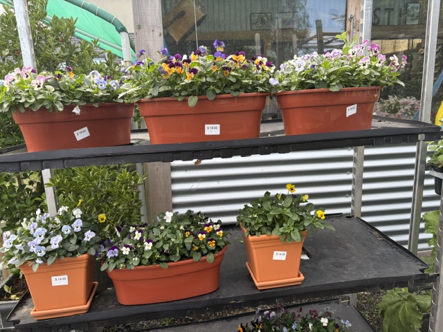 Plants and displays at Presti Nursery