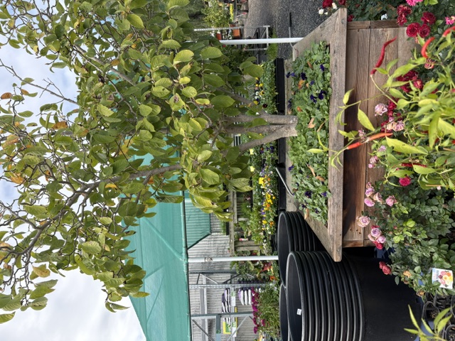 Plants and displays at Presti Nursery