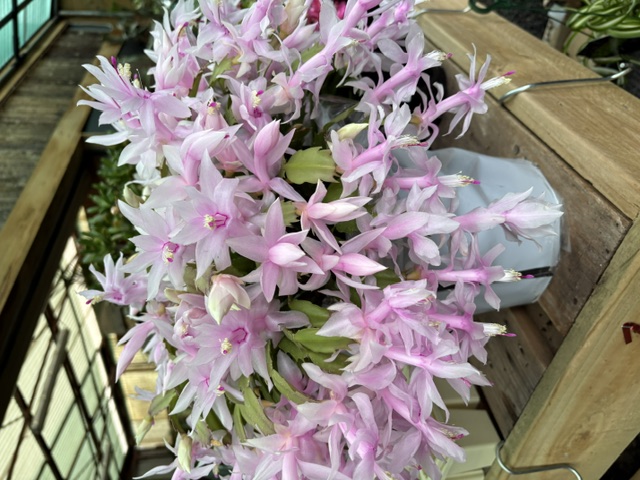Pale pink trailing Christmas Cactus in full bloom