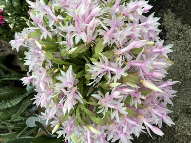 White and pale pink full Christmas Cactus bush