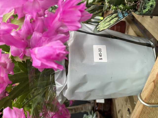 Hot pink Christmas Cactus gift-wrapped