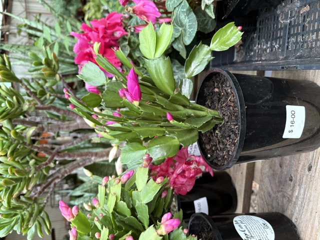 Hot pink Christmas Cactus small pot