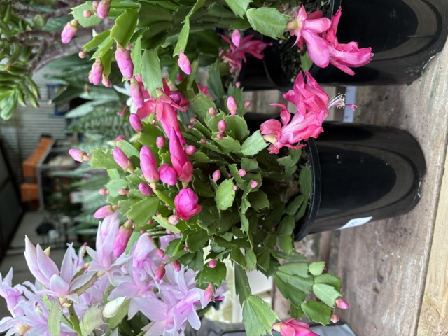Deep pink and lavender Christmas Cactus combo