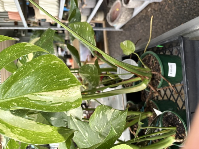 Variegated Pothos Marble Queen trailing plant