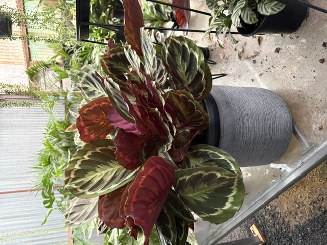 Large Calathea in decorative grey ceramic pot
