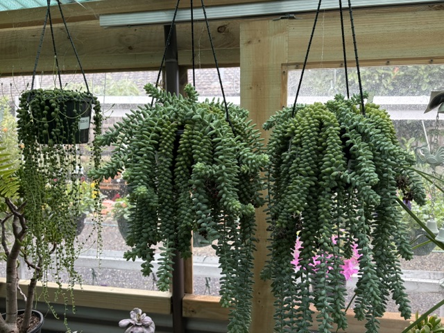 Large String of Pearls hanging basket