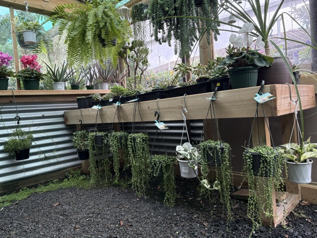 Inside Presti Nursery greenhouse — succulents and hanging plants