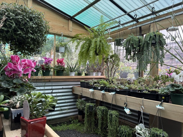 Presti Nursery greenhouse interior with ferns and cyclamen