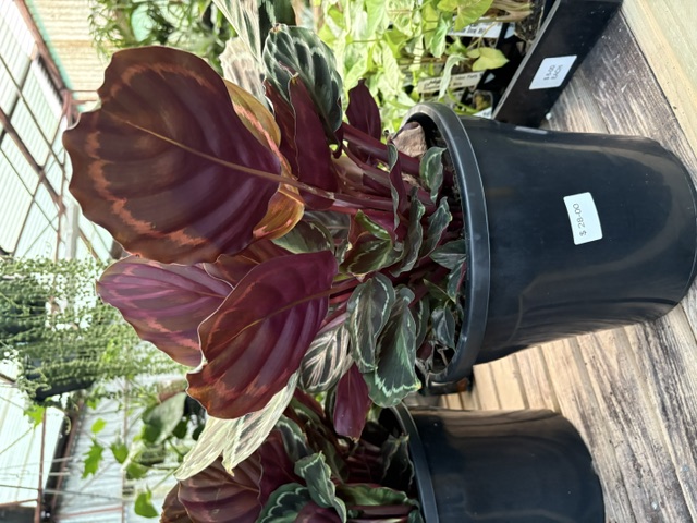 Dark Calathea with deep burgundy leaves and white edges