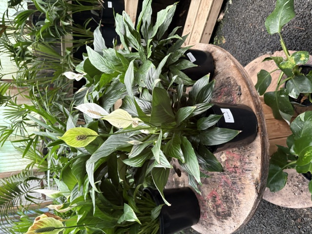 Peace Lily Spathiphyllum in black pot on wooden table