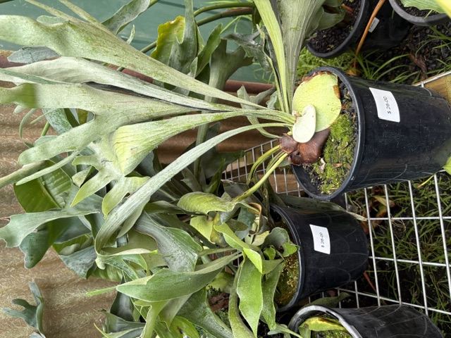 Staghorn Ferns in black pots with moss