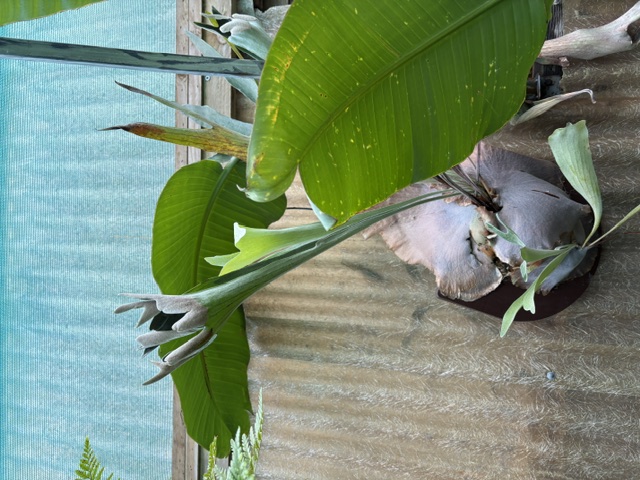 Very large impressive Staghorn Fern wall specimen