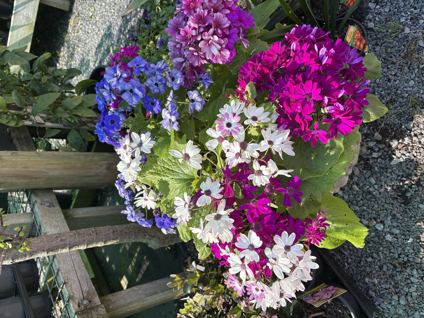 Fresh plants at Presti Nursery