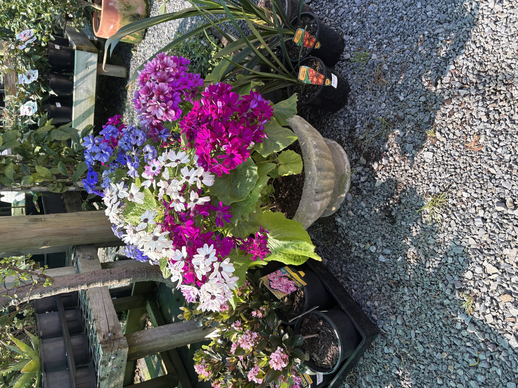 Presti Nursery plants