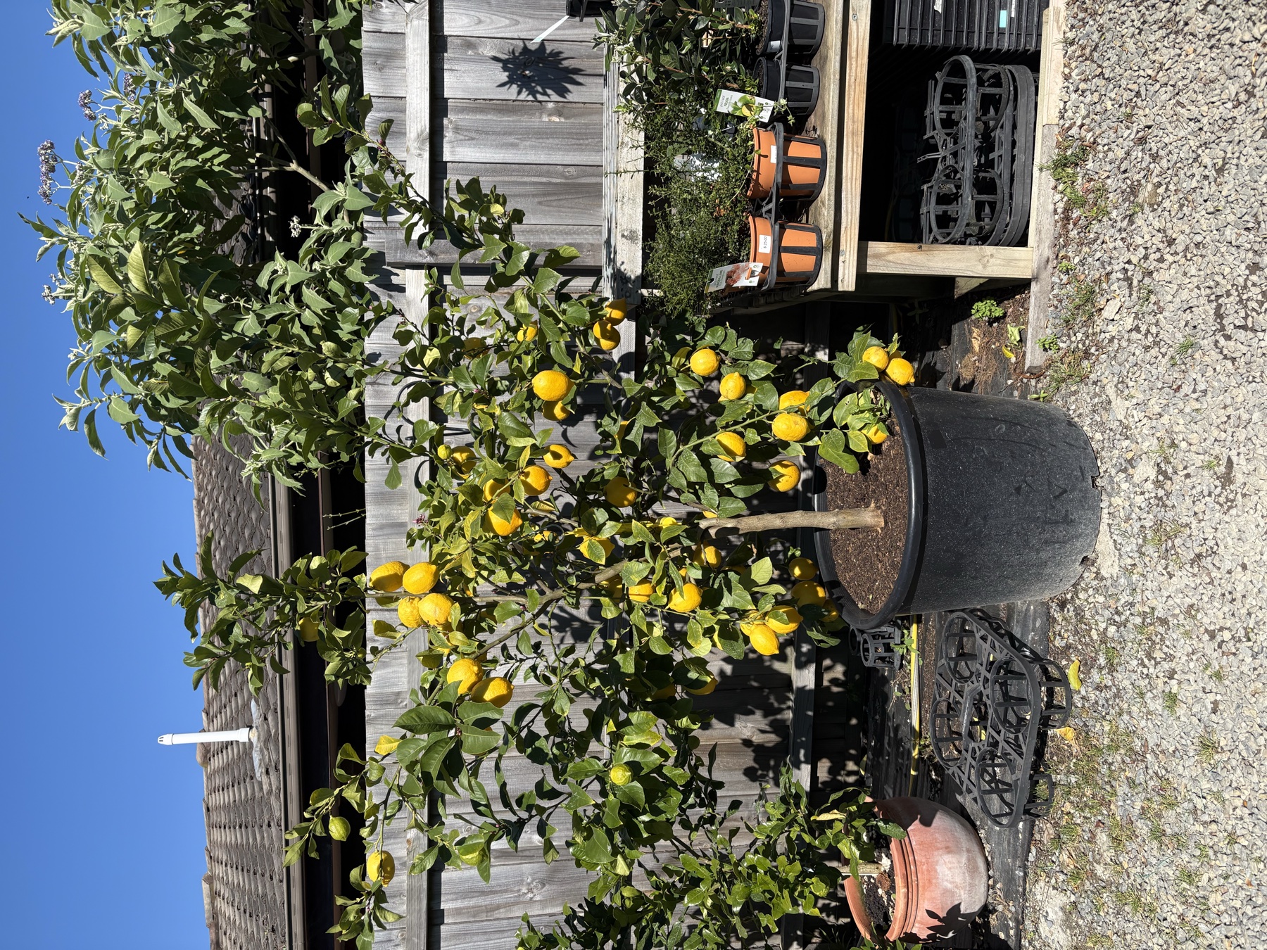 Presti Nursery plants