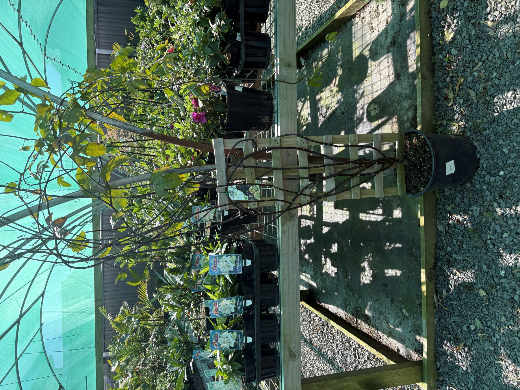 Presti Nursery spring stock
