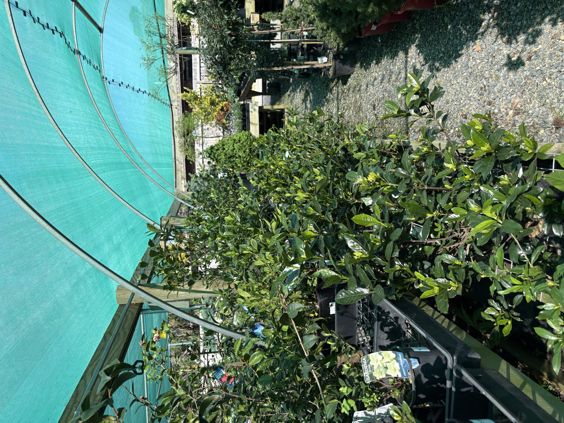 Presti Nursery plants