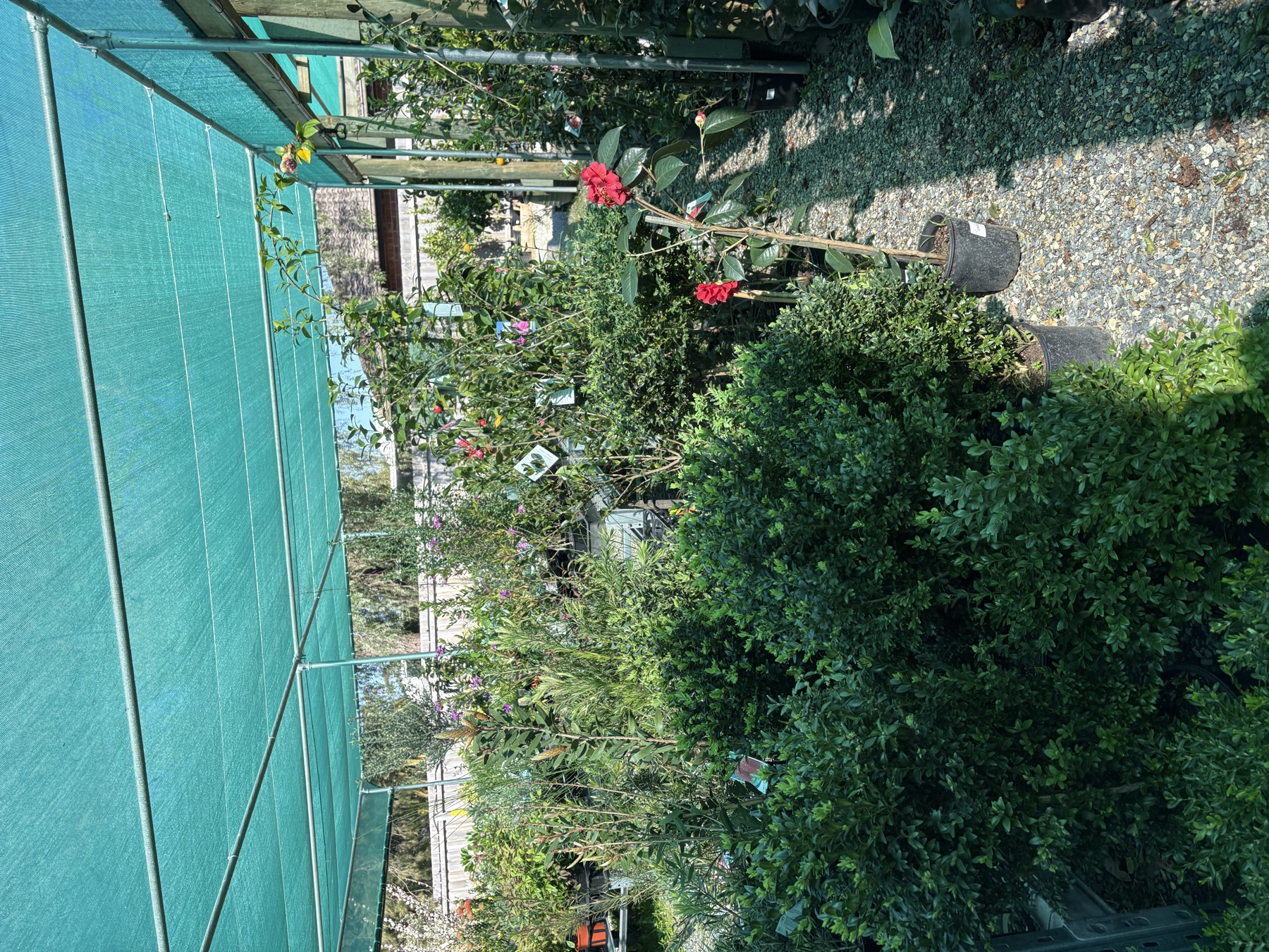 Presti Nursery plants