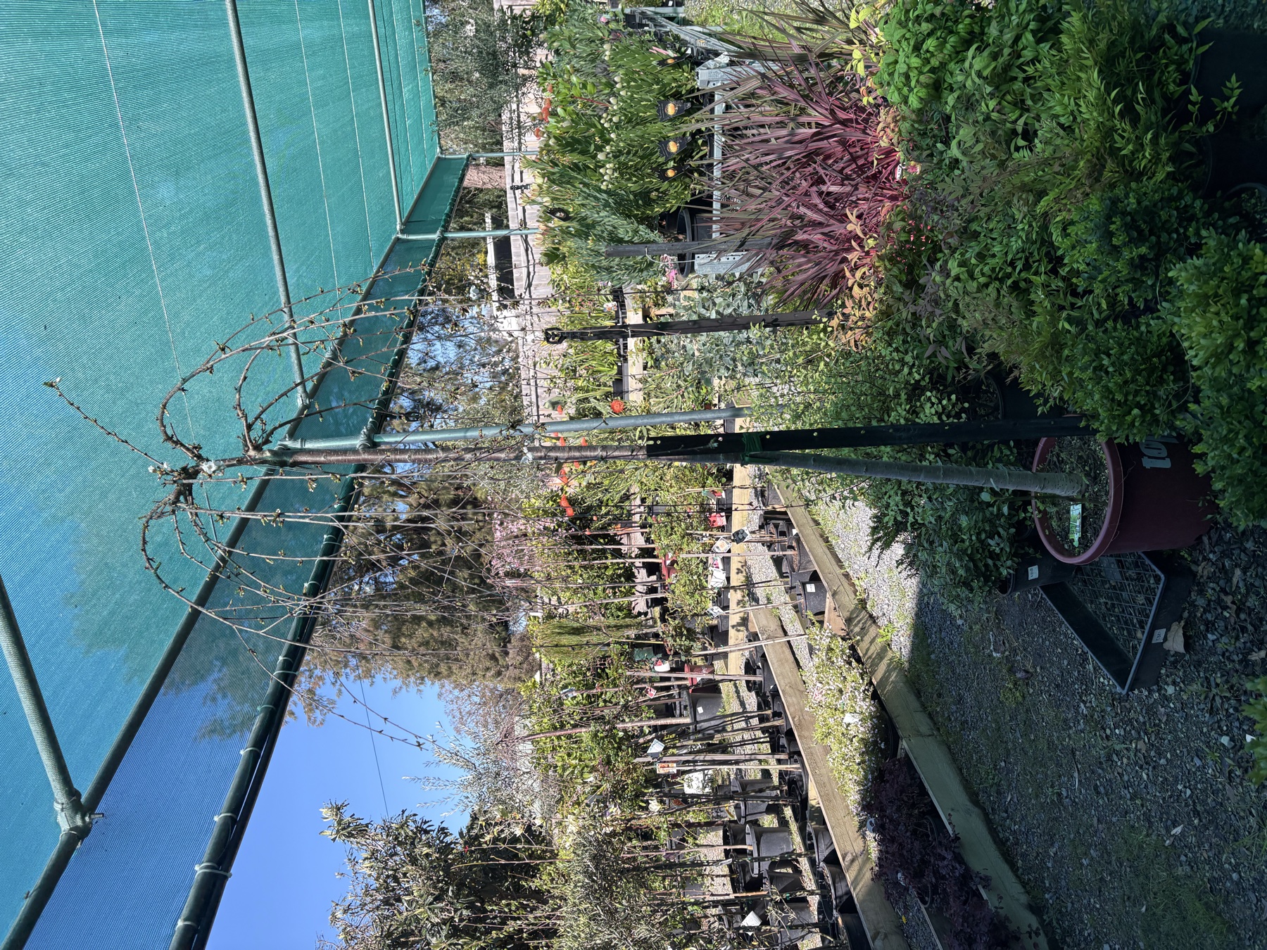 Presti Nursery plants