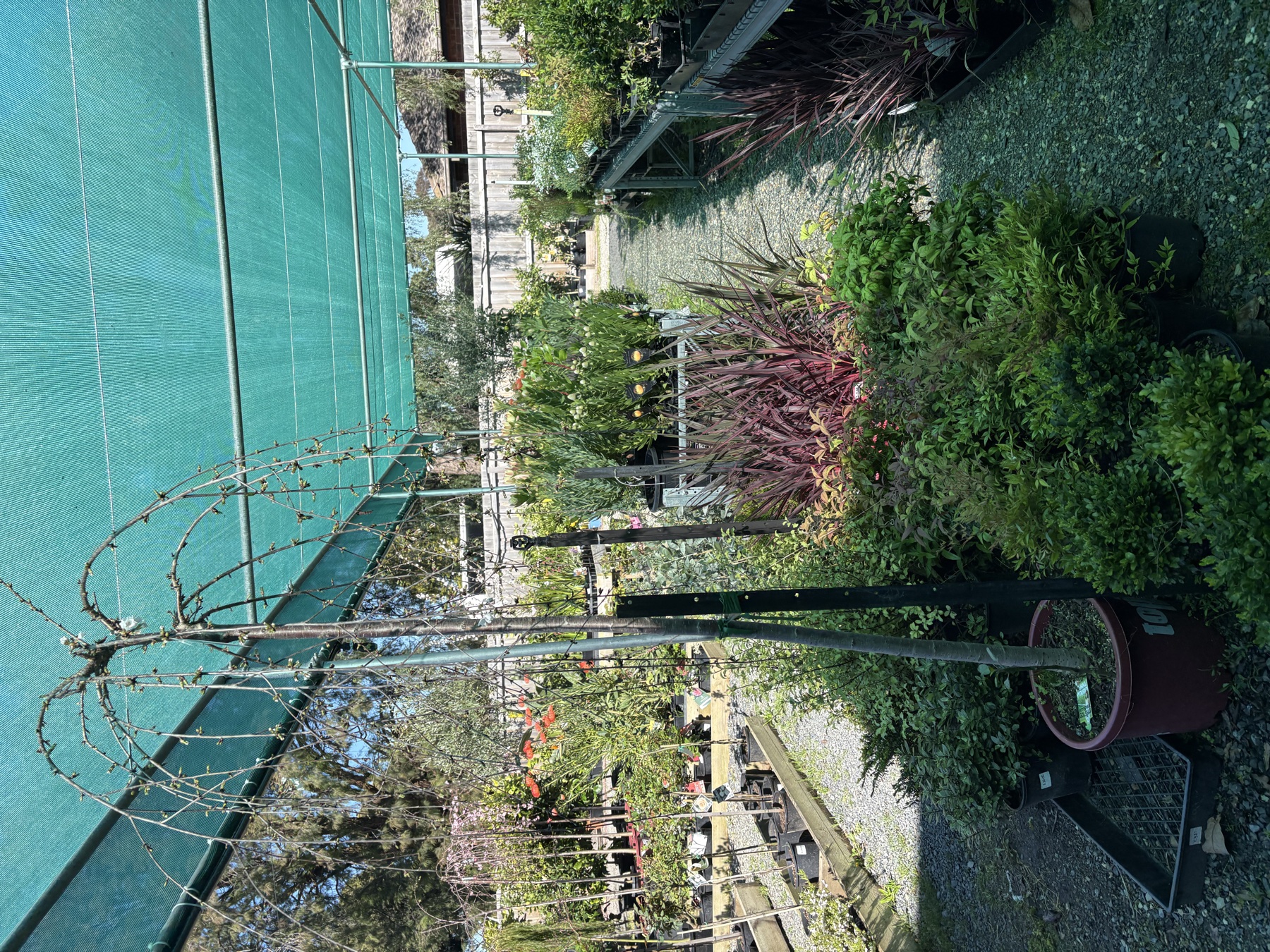 Presti Nursery plants