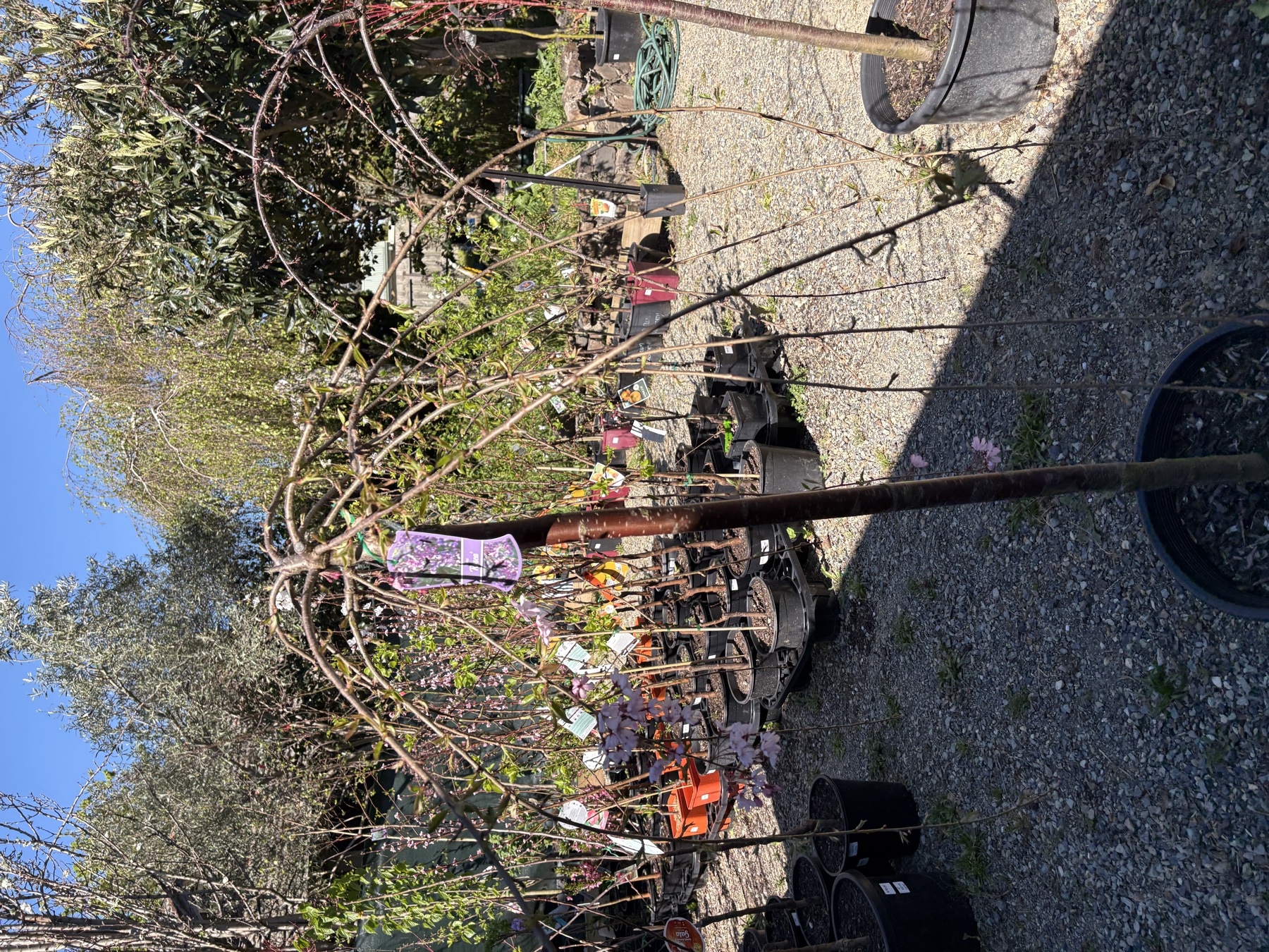 Presti Nursery plants