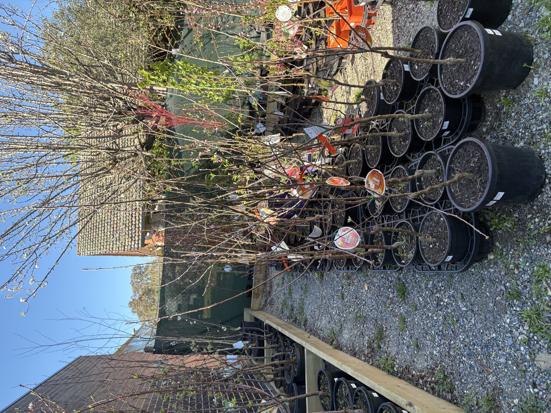 Presti Nursery plants
