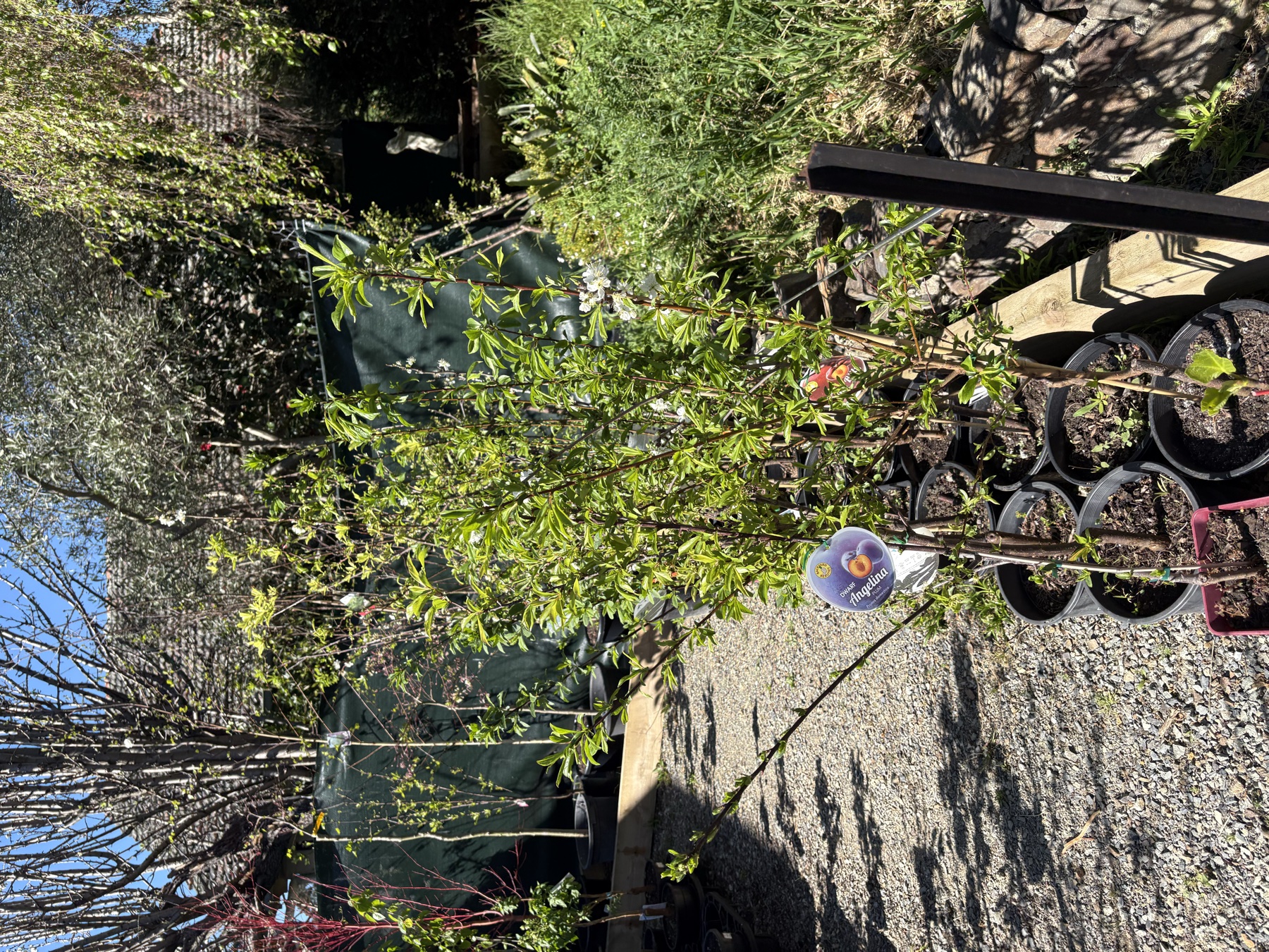 Presti Nursery plants