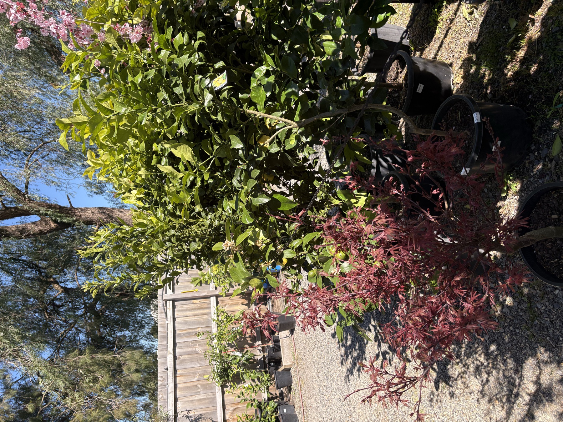 Presti Nursery plants