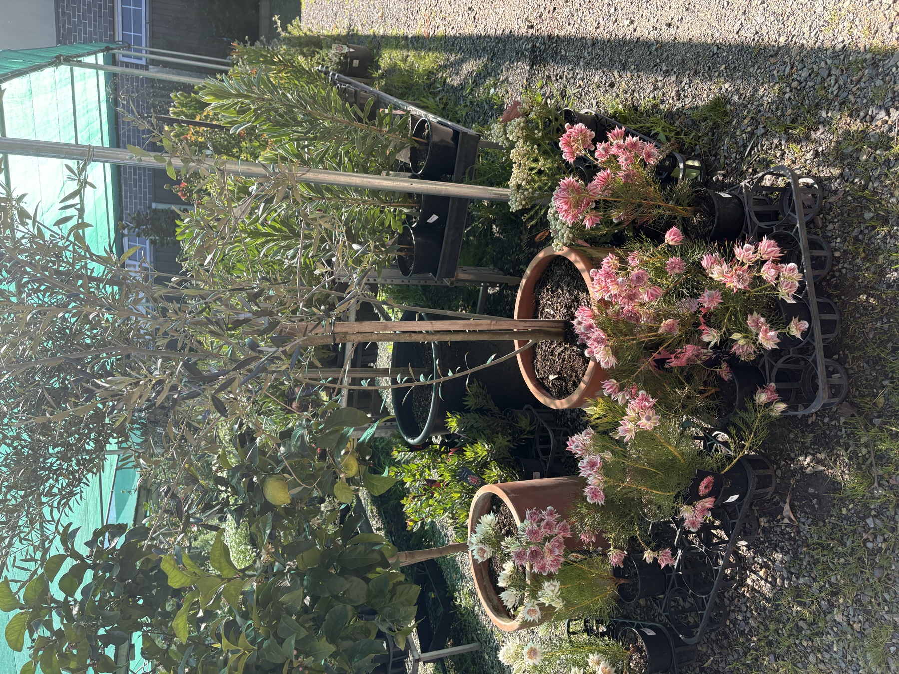 Presti Nursery plants