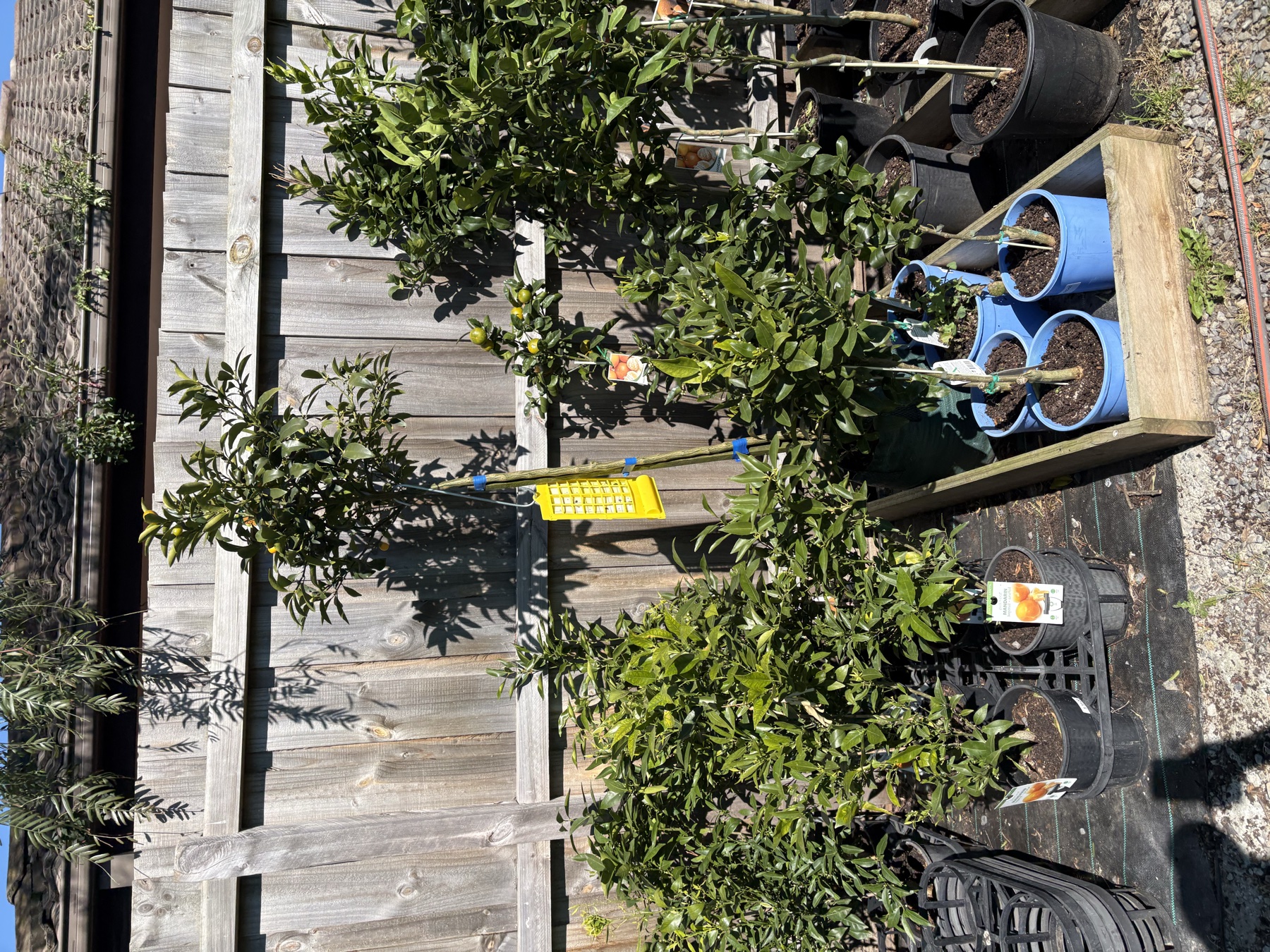 Presti Nursery plants