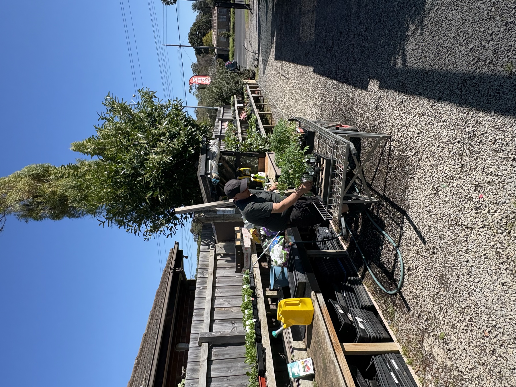 Fruit trees and citrus varieties at Presti Nursery