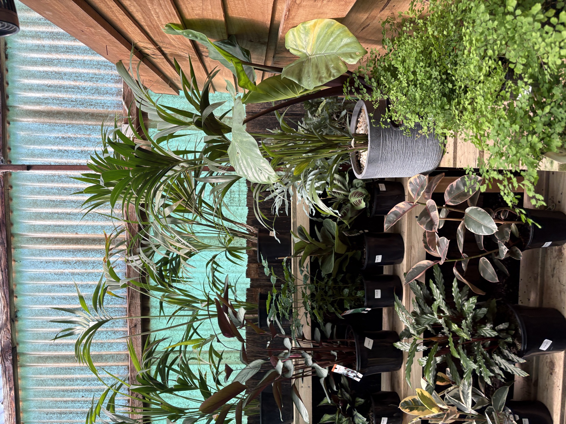 Presti Nursery plants