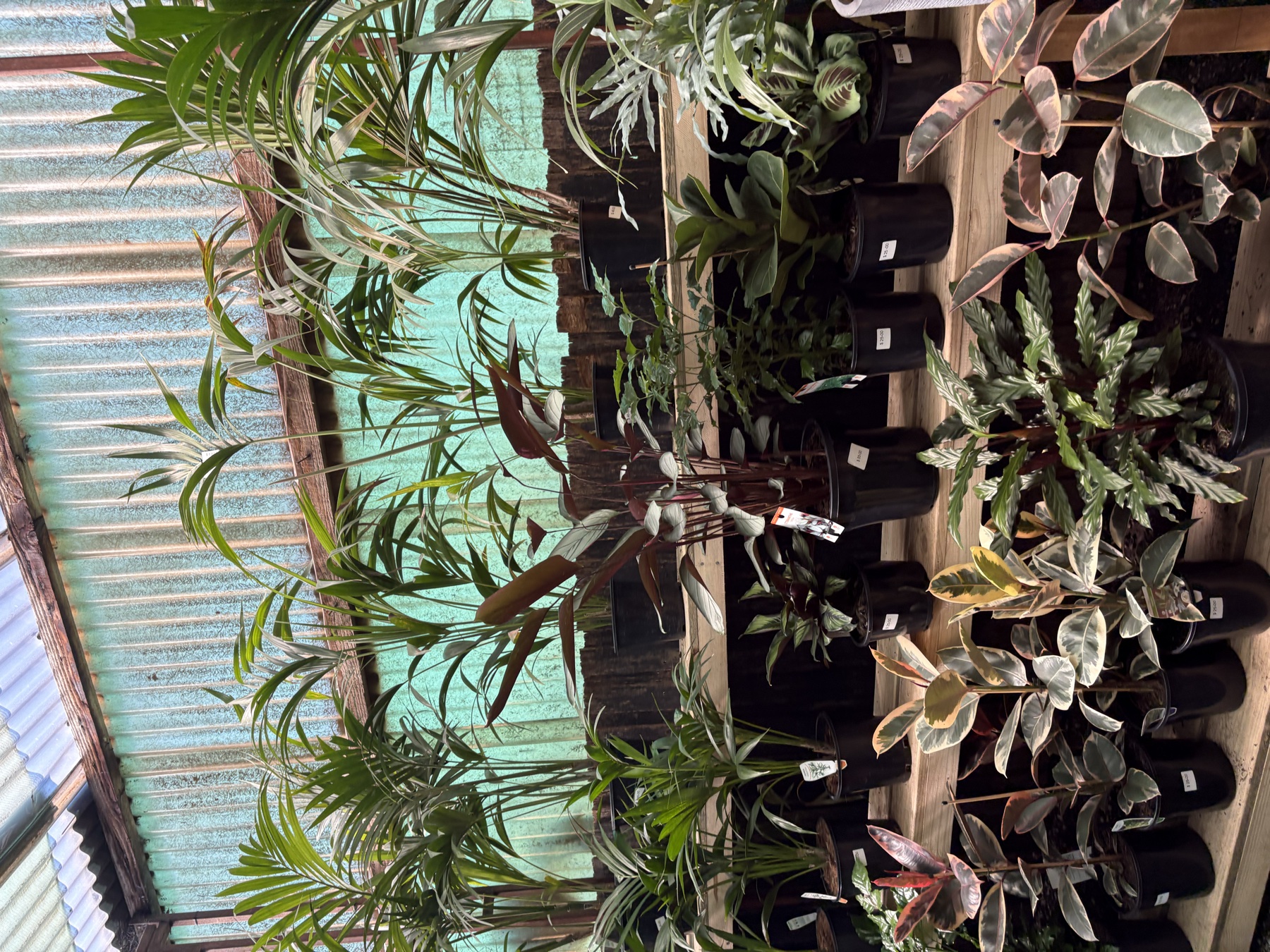 Presti Nursery plants