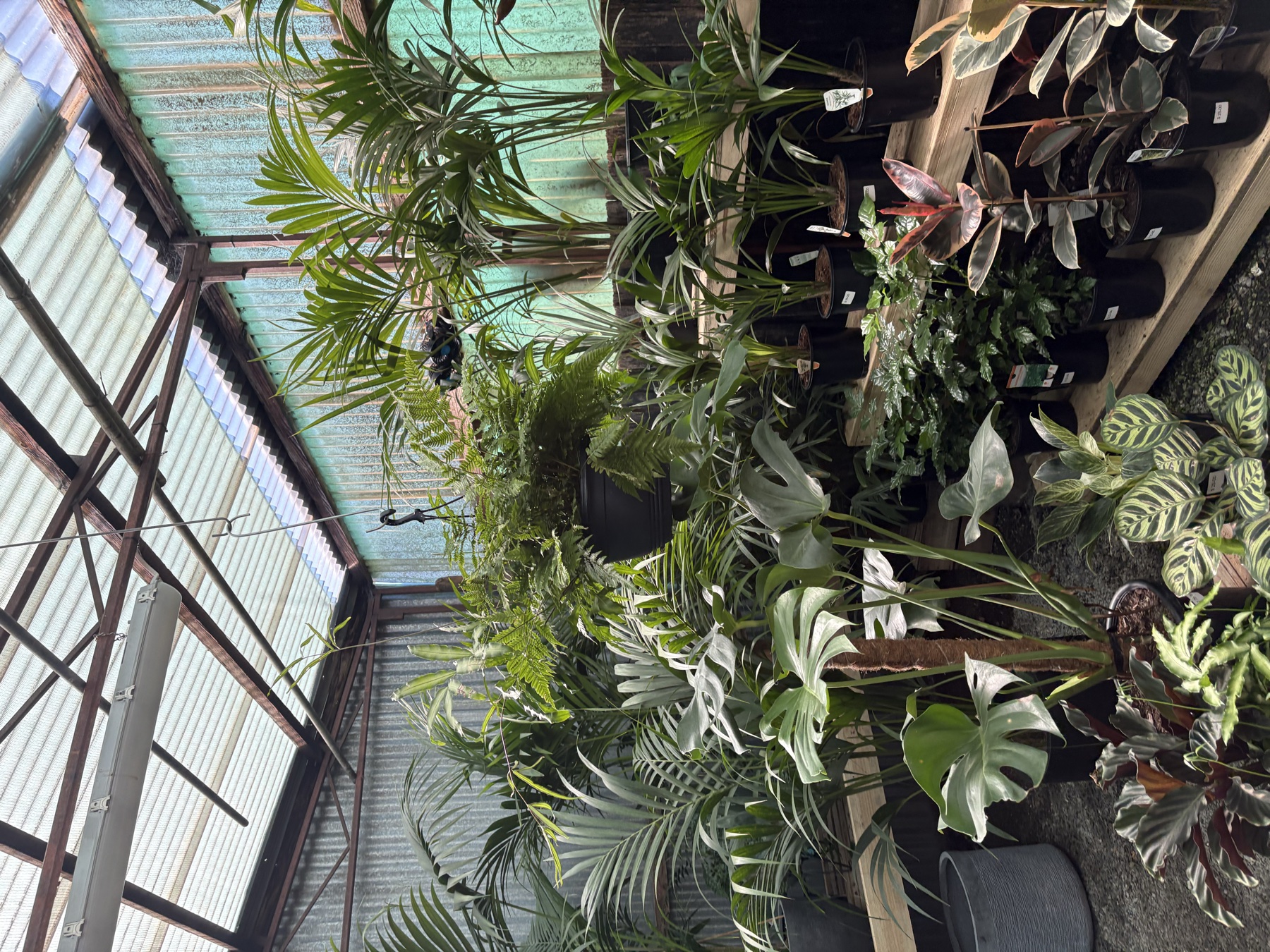 Presti Nursery plants