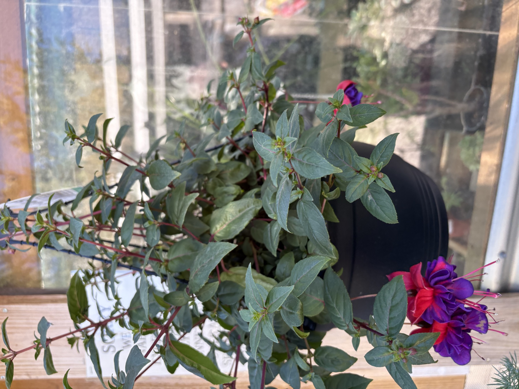 Presti Nursery plants